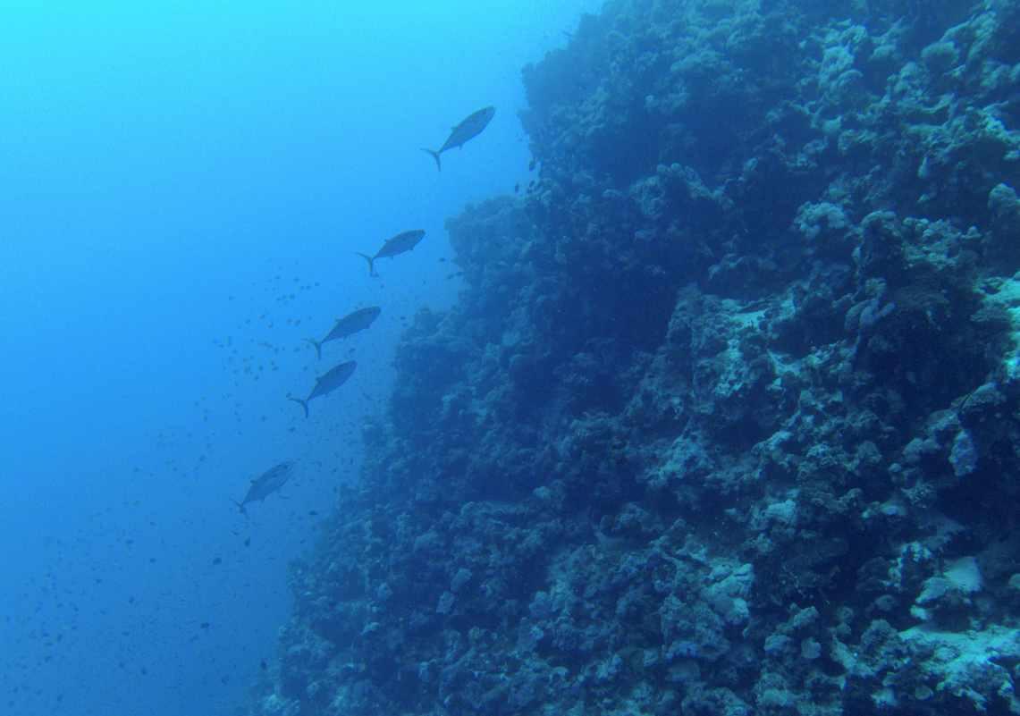 铁路客流高峰期  规划开行57对“红眼”高铁